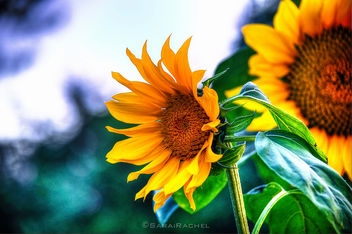 Facing The Sun - бесплатный image #286833